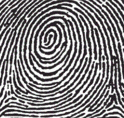 Whorl - Vân Xoáy