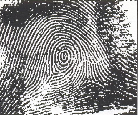 Peacock's Eye - Finger Print